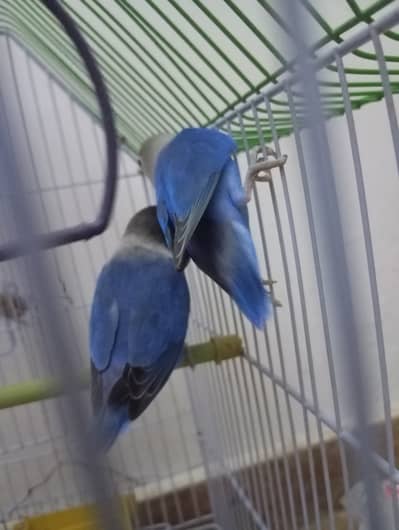 Blue fisher