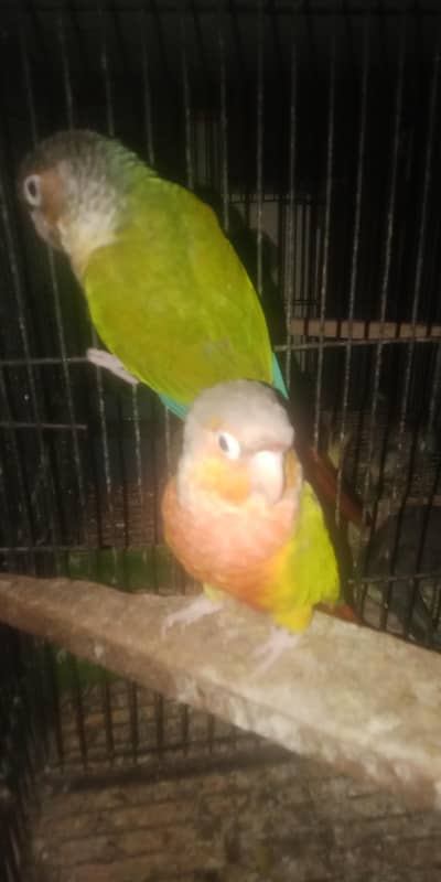 pine aple cunor berader pair for sel