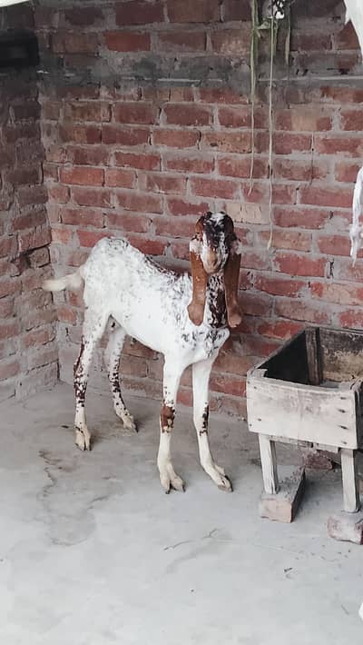 Desi cross healthy and active