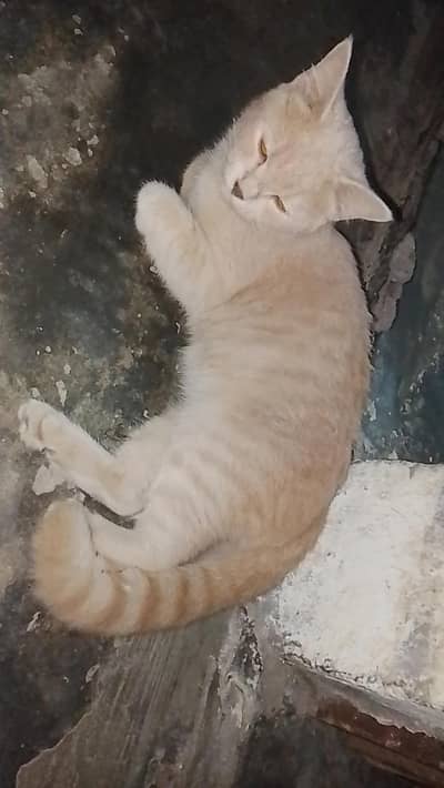 cat female