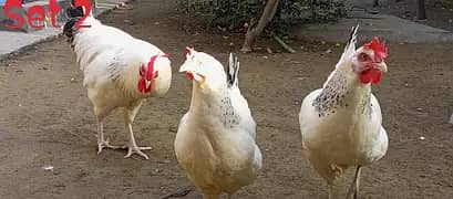 light Sussex 1 pair. Heritage breed 3 birds