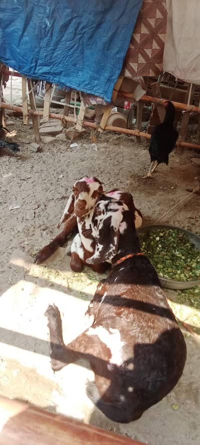 Doghli females contact 0316166809