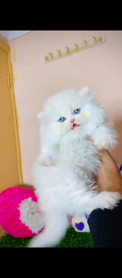 Persian cat for sale male female vaccine clear