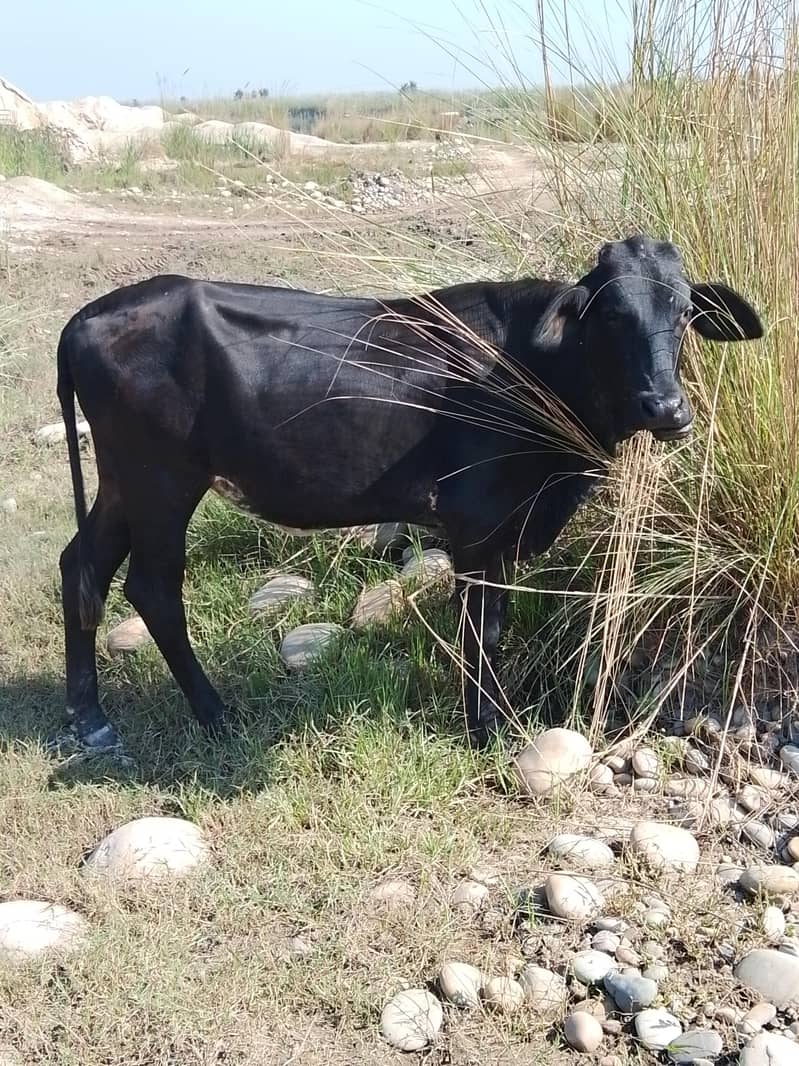 guy ready 0