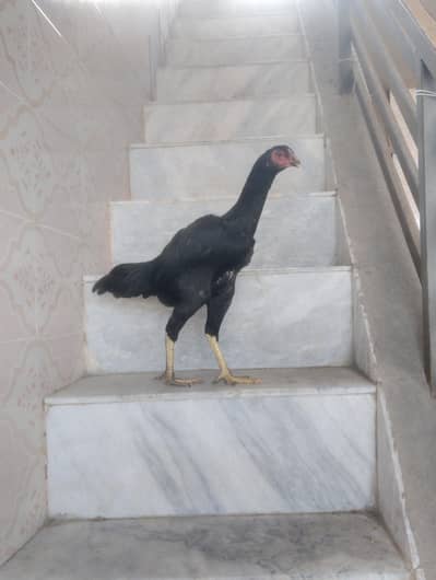 Aseel female