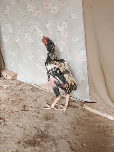 aseel i murga for sale 0318/0620977