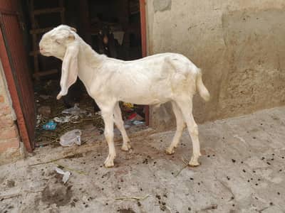 Breeder Quality pure gulabi male or nagri betal female for sale