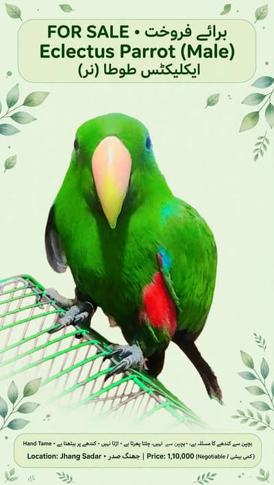 Hand Tame Eclectus Male Shoulder Tame - Jhang Sadar