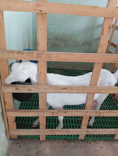taddy goat for sale