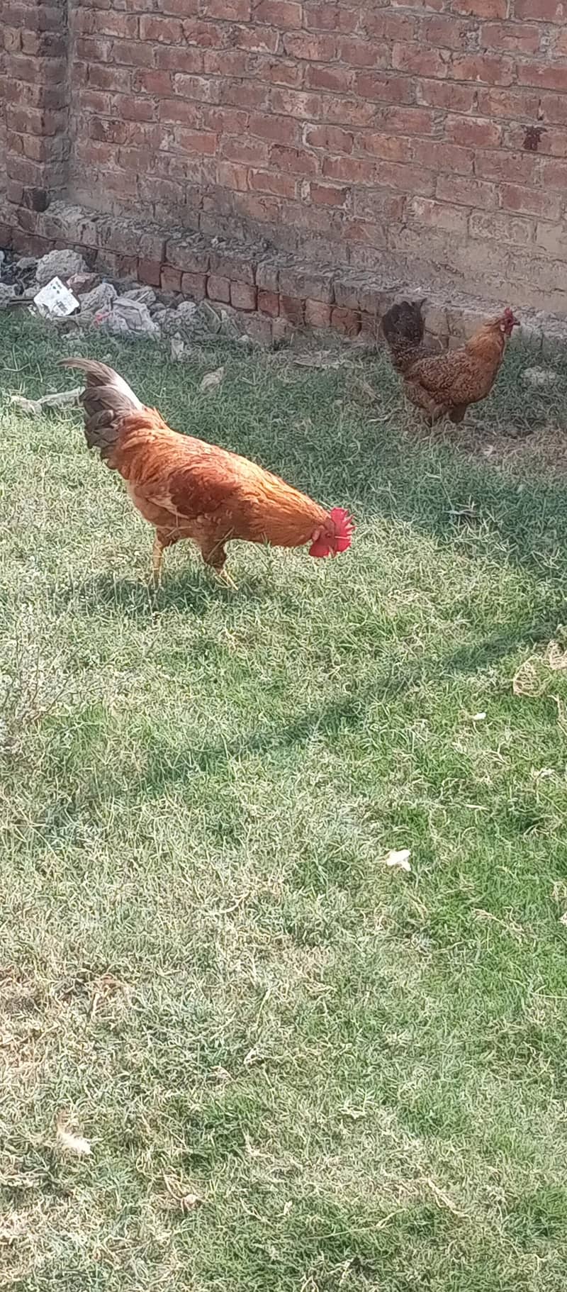 full desi 0