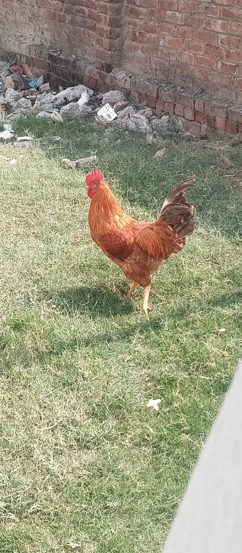 full desi 1