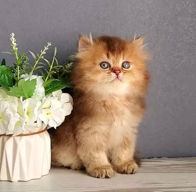 Persian kittens | Persian Cat | 3 Cote | Wtsp 03Ī2 me 6762Ö3i