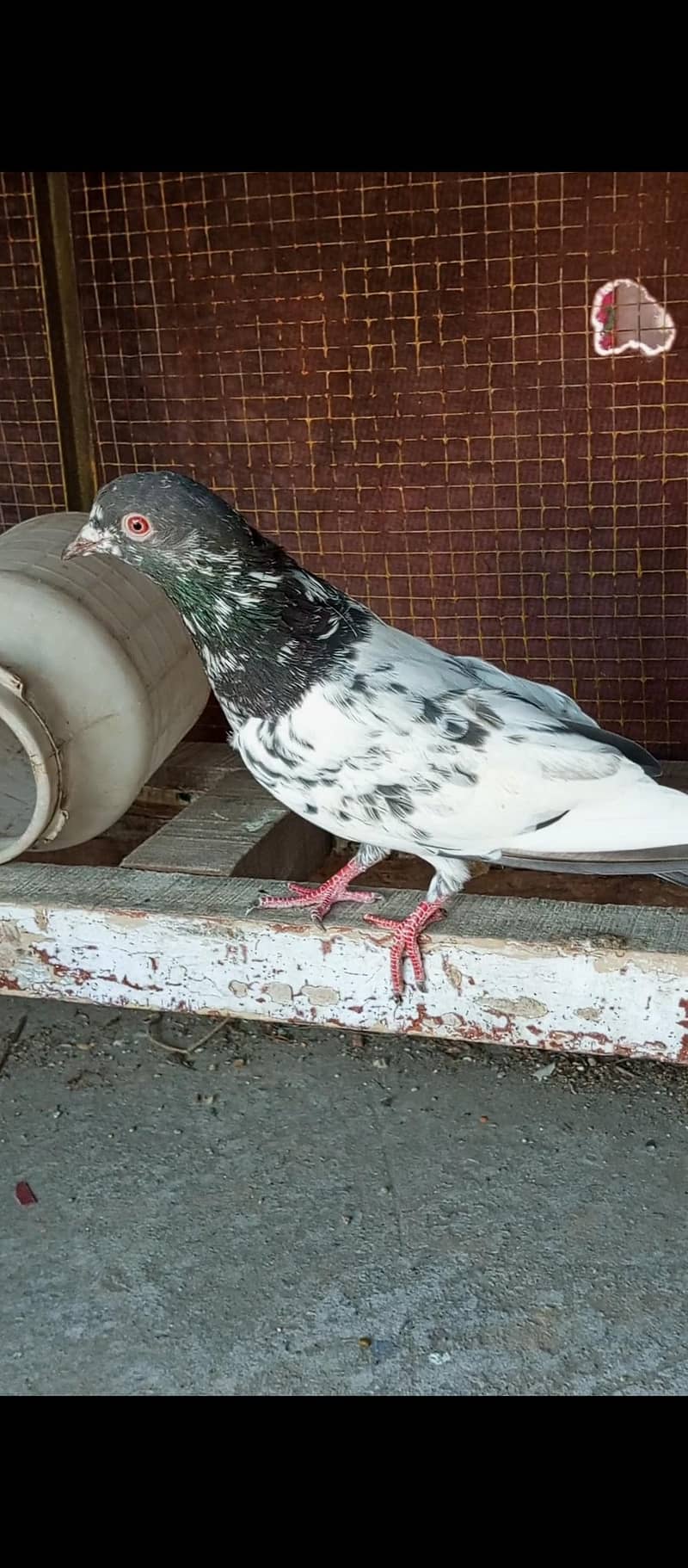 breeder pair 1