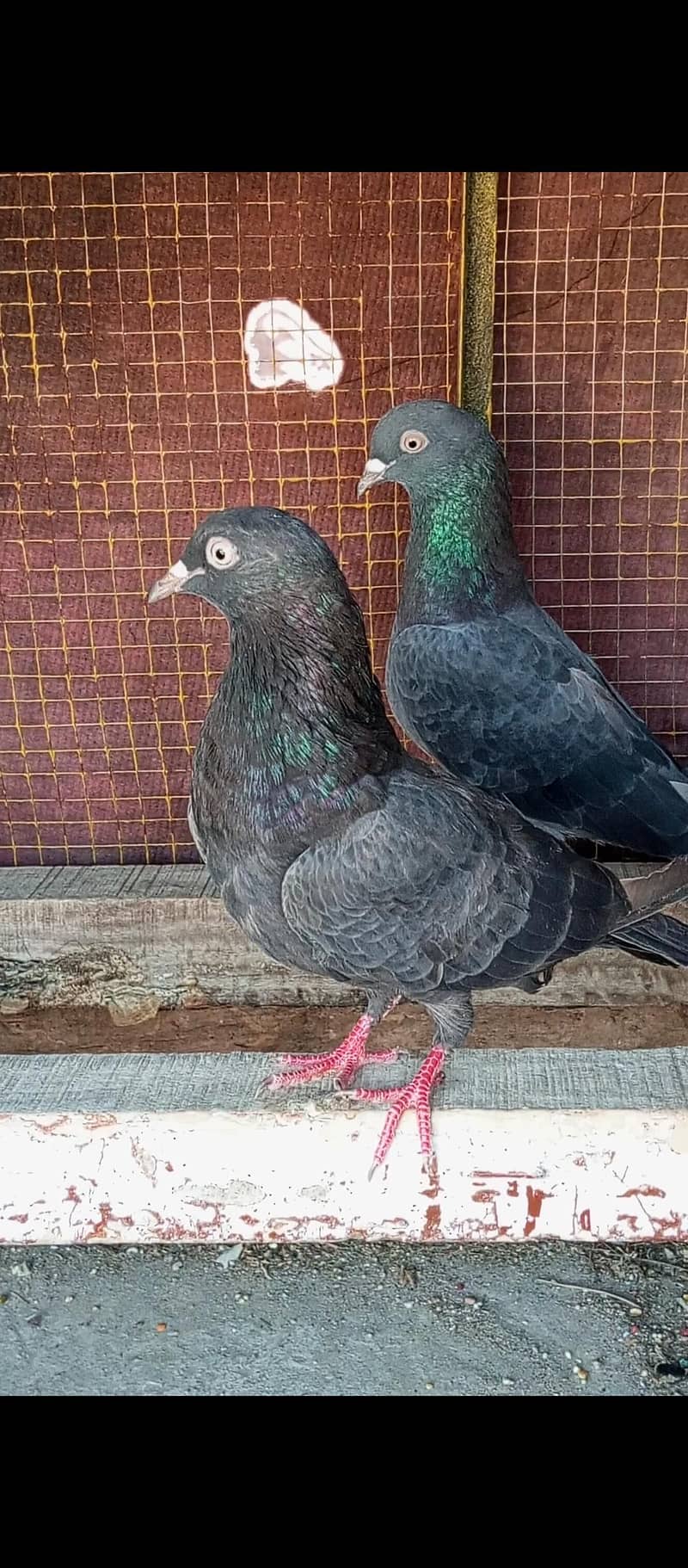 breeder pair 2