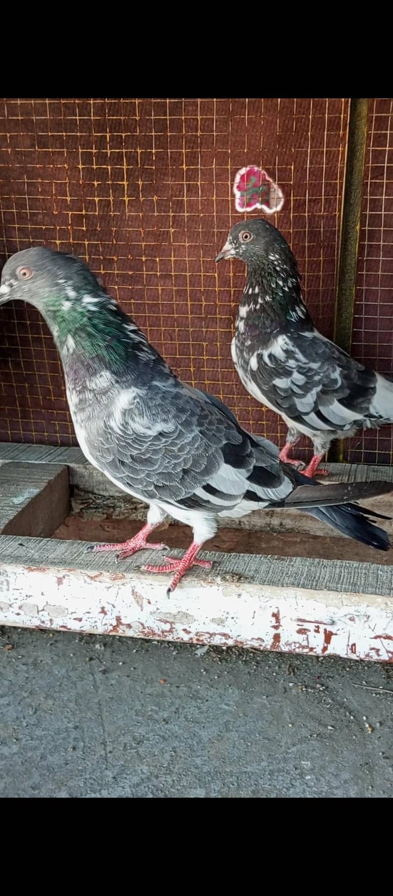 breeder pair 4