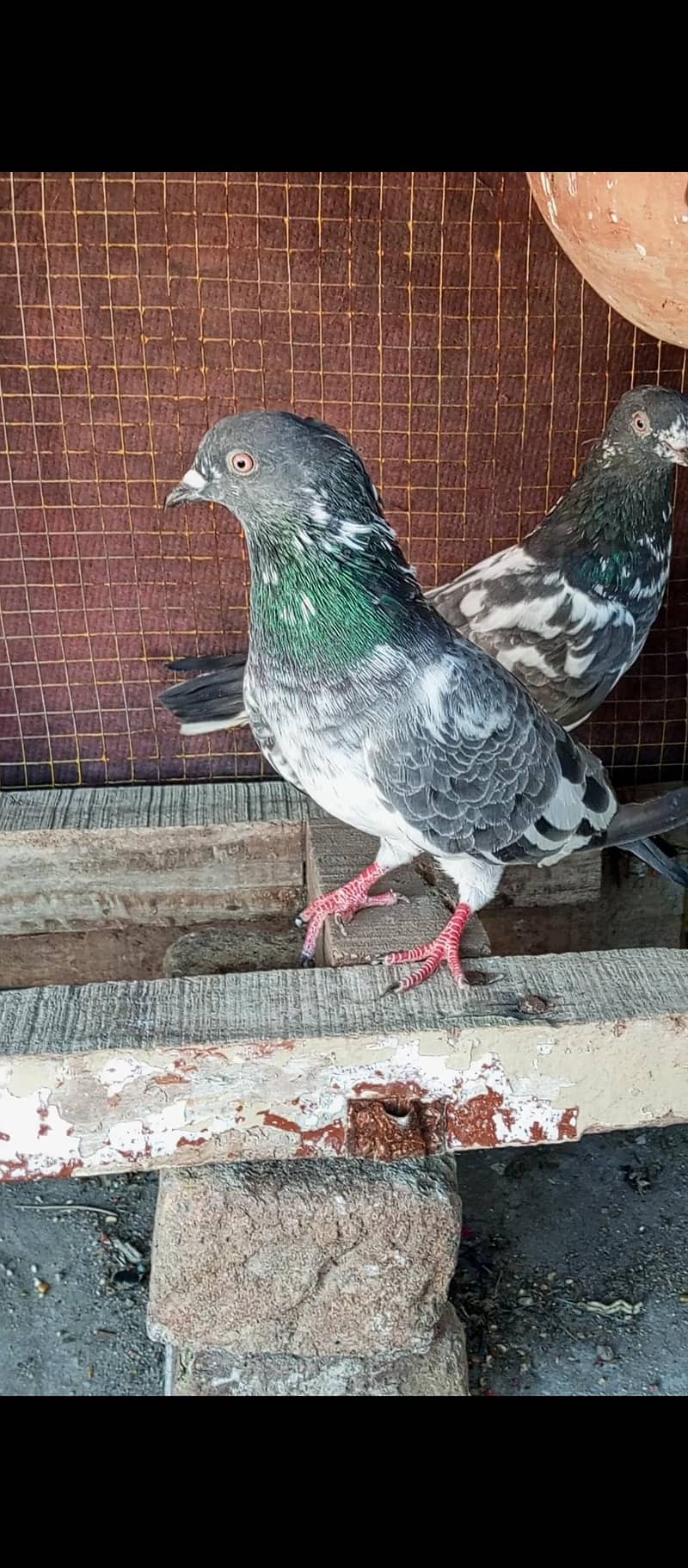 breeder pair 5