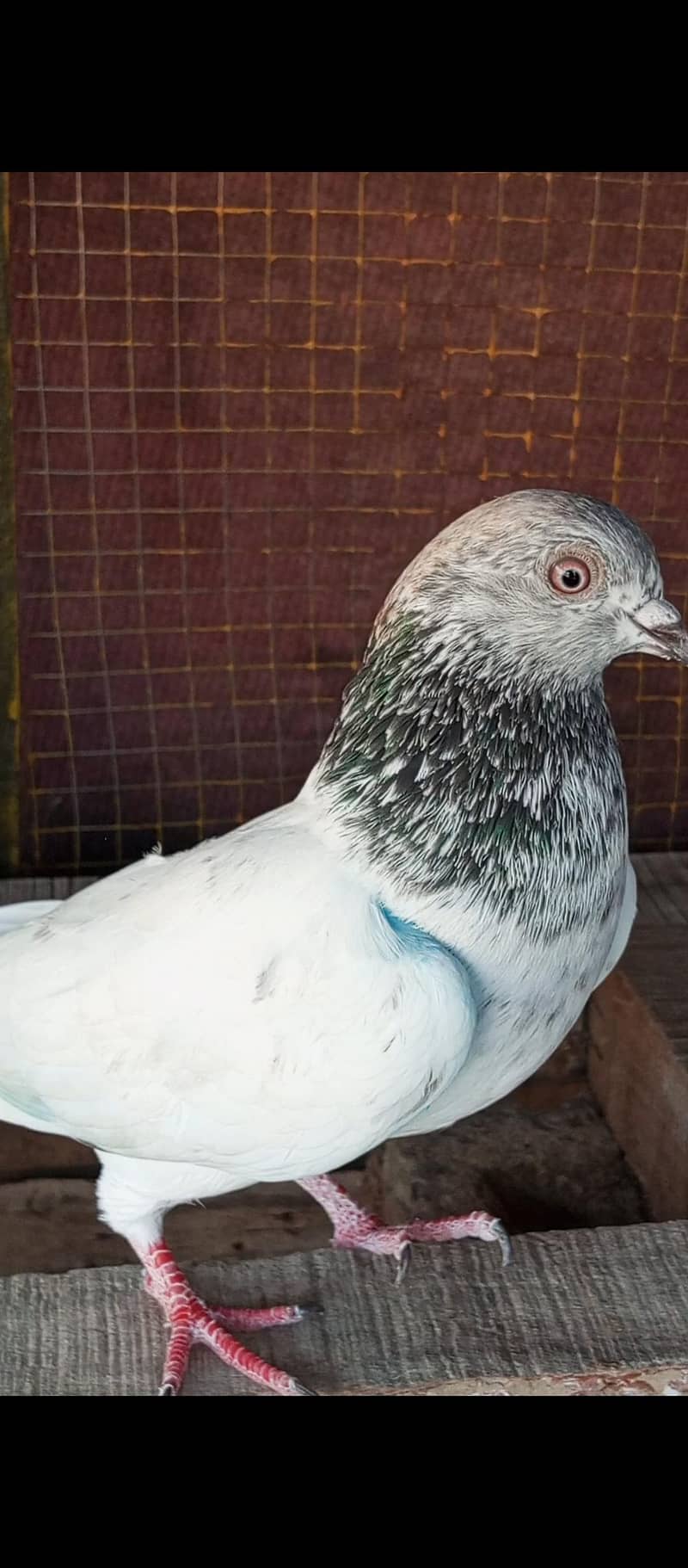 breeder pair 7