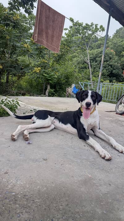 Exchange Female Dog 30 inch