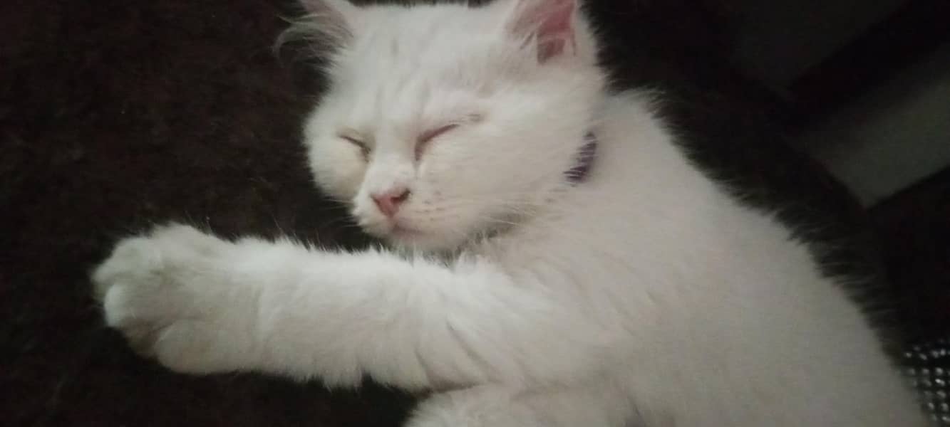 person kitten 1