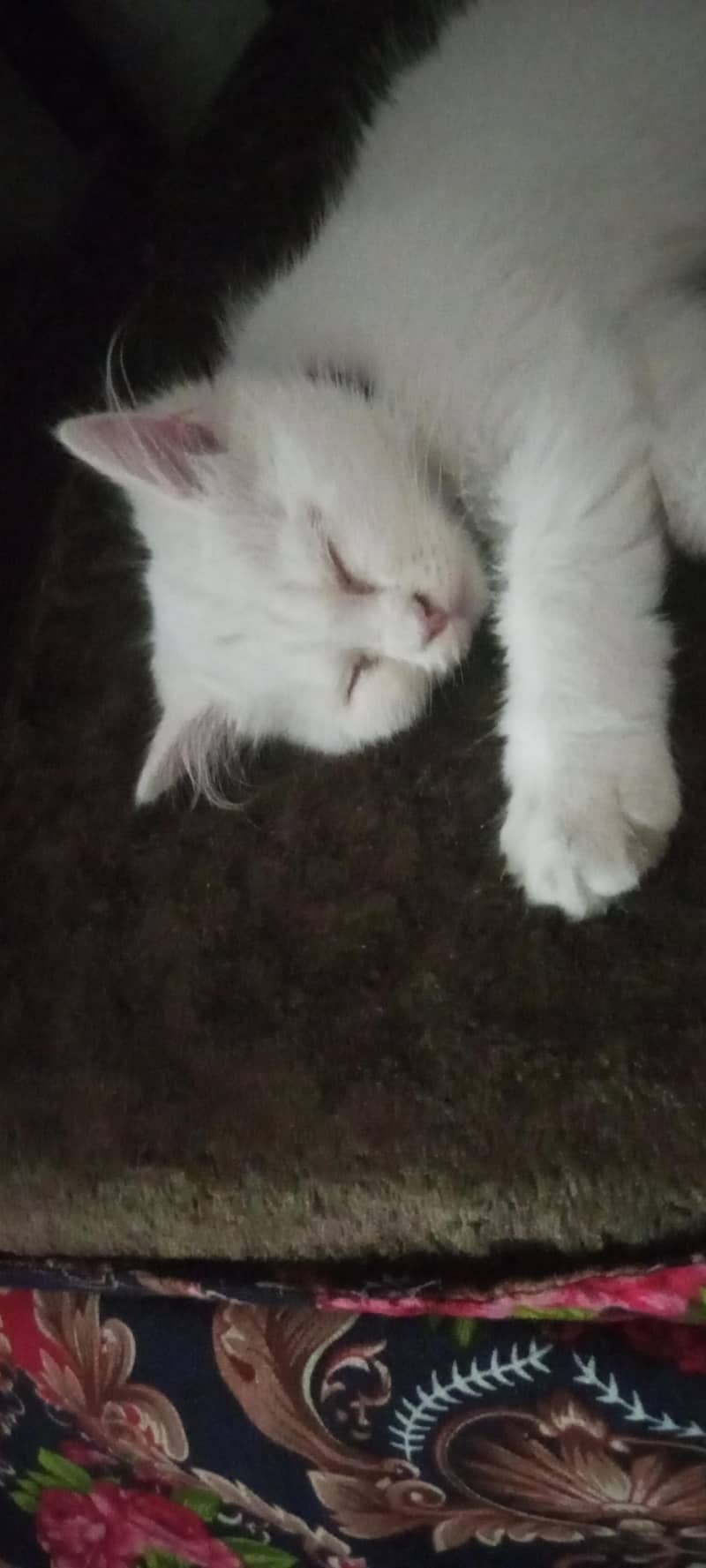 person kitten 2