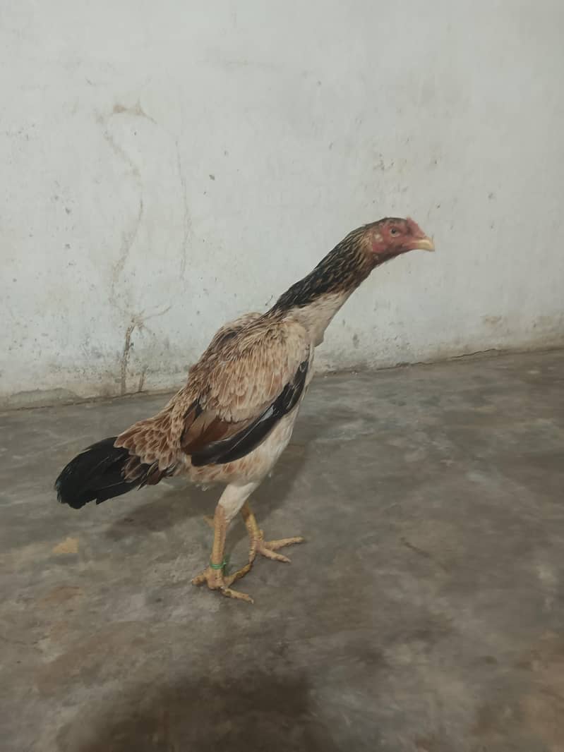 Pakistani Aseel 0