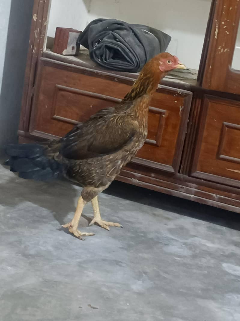 Pakistani Aseel 1