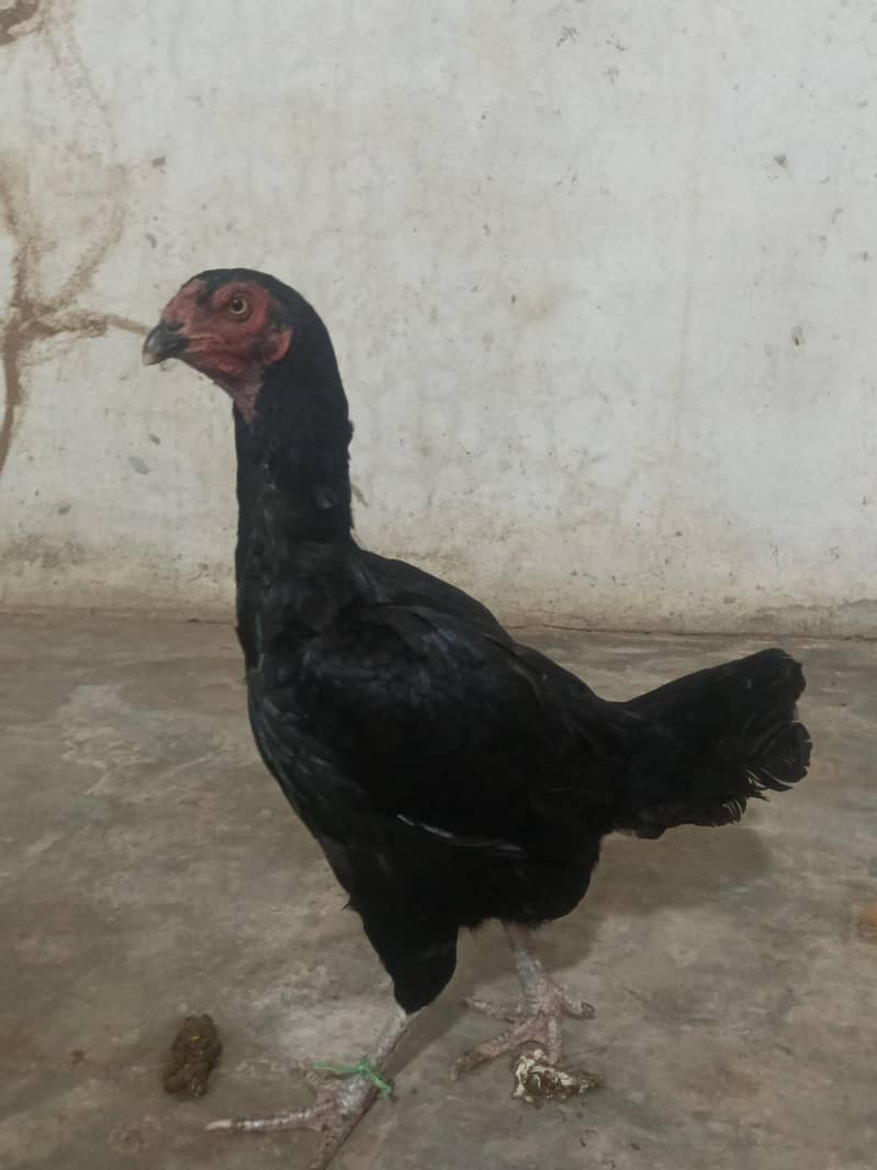 Pakistani Aseel 2