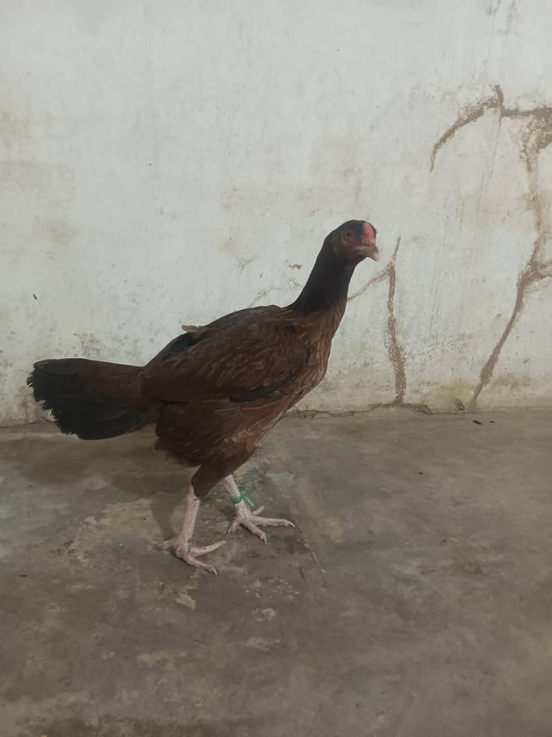 Pakistani Aseel 4
