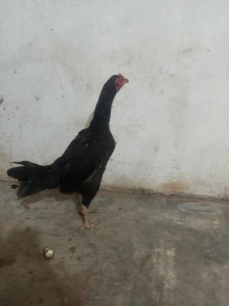 Pakistani Aseel 5