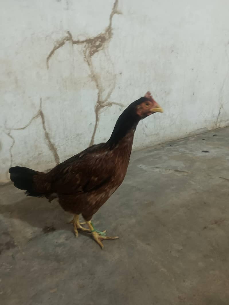 Pakistani Aseel 6