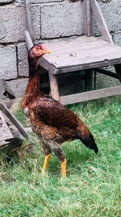 Shamu female 18 month age for sale