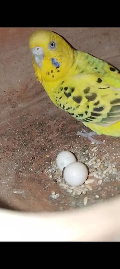 Australian (budgies )  Parrots  Breeder Pairs