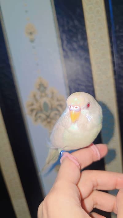 Red eyes hand tamed budgie