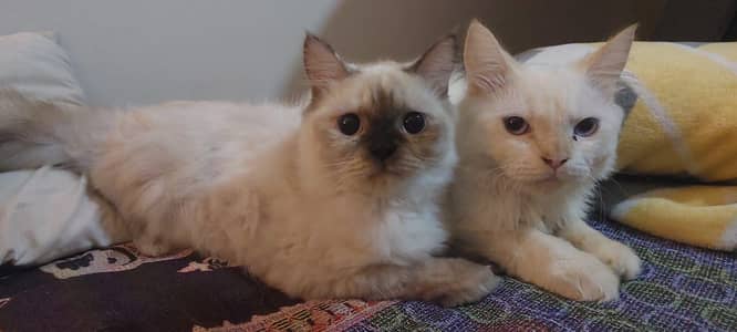 Cat Pair for sale
