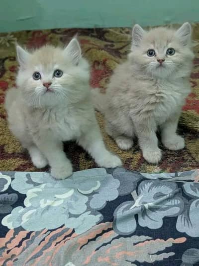 Persian kittens | Persian Cat | 3 Cote | Wtsp 03Î2 me 6762Ö3Î