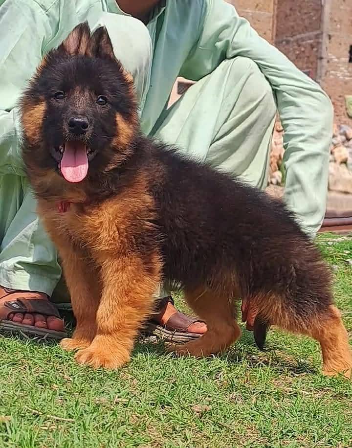 gurman Shaft Dog WhatsApp 03470246622 /@&_$@&& - Dogs - 1120925798