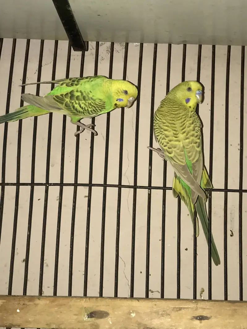 Budgies adult pair — photo 3