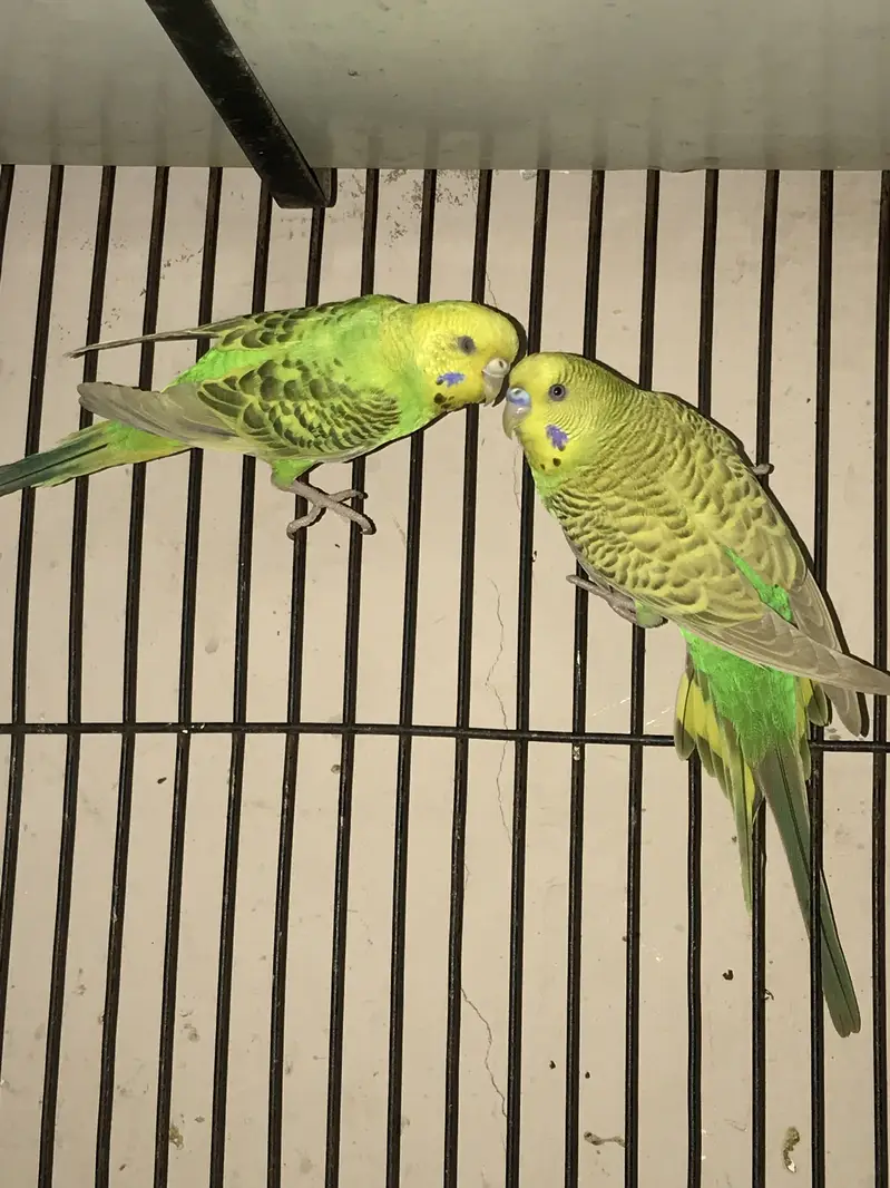 Budgies adult pair — photo 2