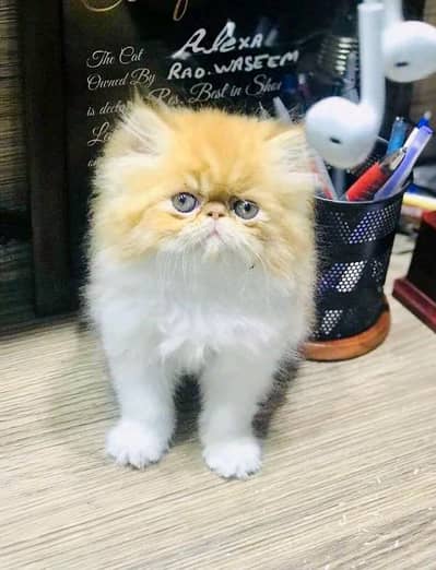 Persian cats WhatsApp 03470246622 /@&#_@_&