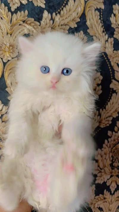 Persian kittens | Persian Cat | 3 Cote | Wtsp 03I2me6762Ö3I