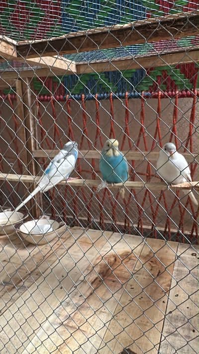 Parrots 1 pair  or 1 male total 3