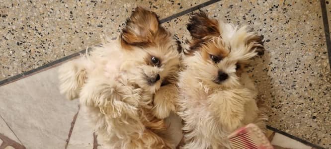 Shihtzu Shitzu pair for sale