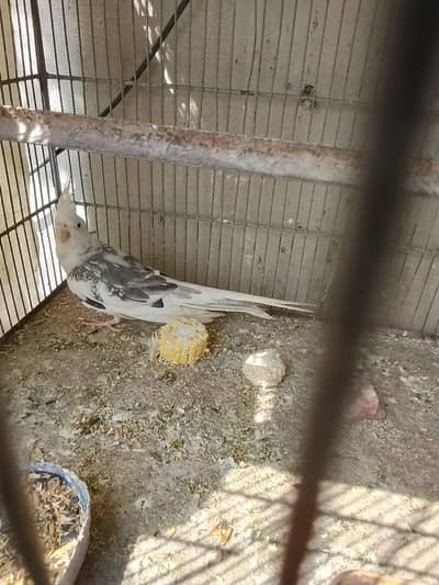 eno pide breeder female available for sale