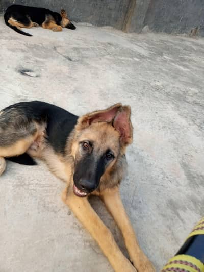 German shepherd double coat