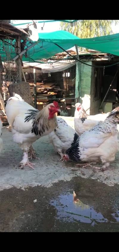 Sussex hens for sale