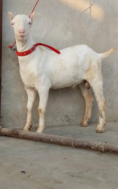 TEDDY MALE PAIR FULL GULABI BREEDER COLITY