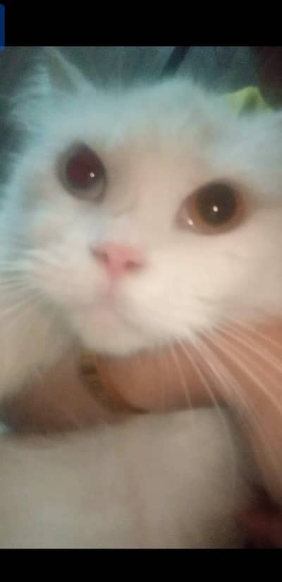pure Persian, very rare, odd eye Persian cat