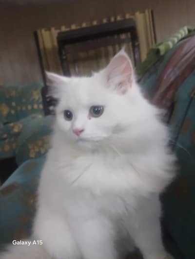 Fully trainded persian cat in 15000
