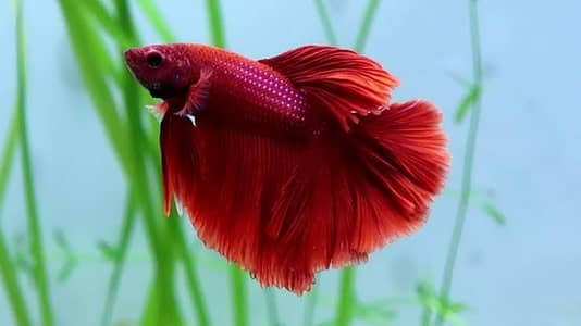 betta fish