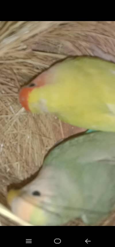 Rosiecolli breeder pair, and 1 male fisher